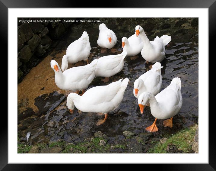 A small flock of domestic farmyard white geese standing in a shallow stream Framed Mounted Print by Peter Jordan