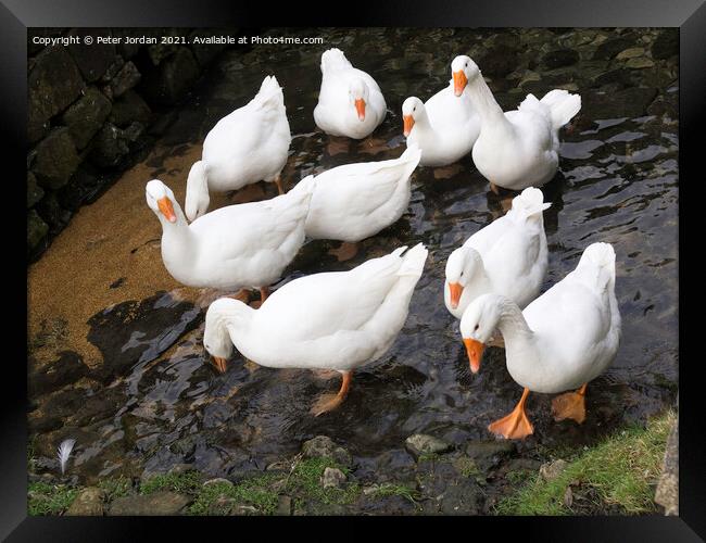 A small flock of domestic farmyard white geese standing in a shallow stream Framed Print by Peter Jordan