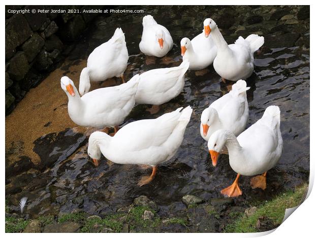 A small flock of domestic farmyard white geese standing in a shallow stream Print by Peter Jordan