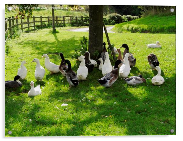 A flock of domestic farmyard ducks resting on grass under a tree  Acrylic by Peter Jordan