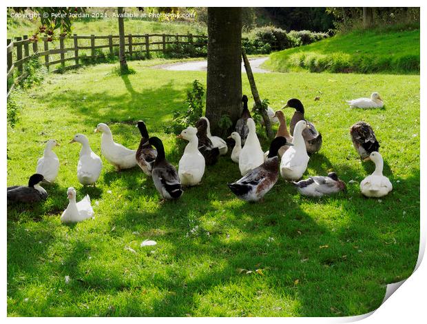 A flock of domestic farmyard ducks resting on grass under a tree  Print by Peter Jordan