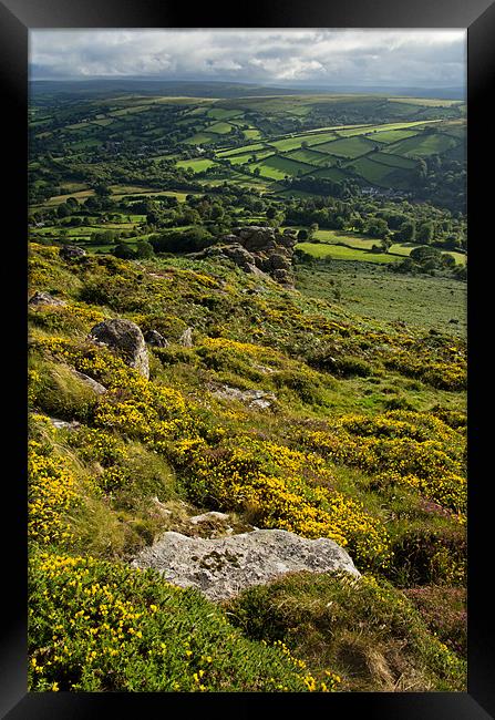 Gorse, Tors and Fields Framed Print by Pete Hemington