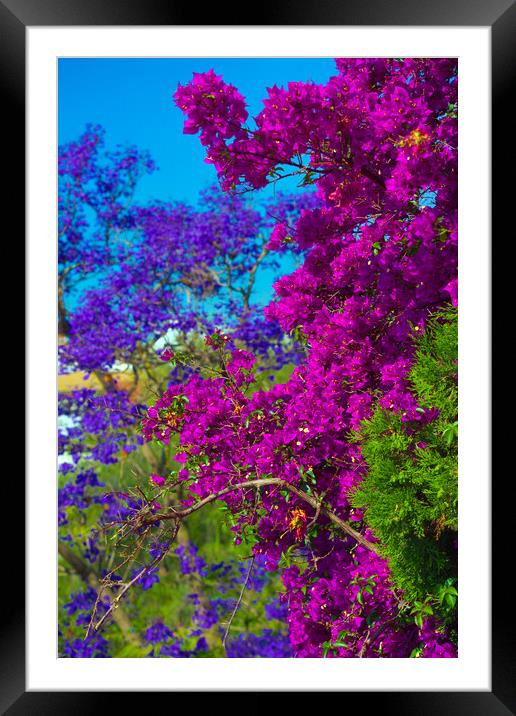 Colorful plants in the streets of Seville Framed Mounted Print by Jose Manuel Espigares Garc