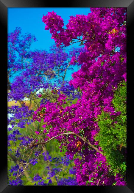 Colorful plants in the streets of Seville Framed Print by Jose Manuel Espigares Garc