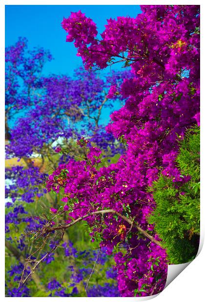 Colorful plants in the streets of Seville Print by Jose Manuel Espigares Garc