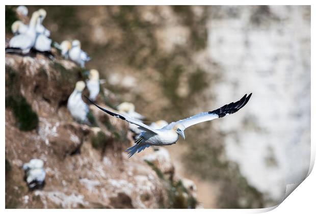 Northern gannet passing the rugged cliffs Print by Jason Wells