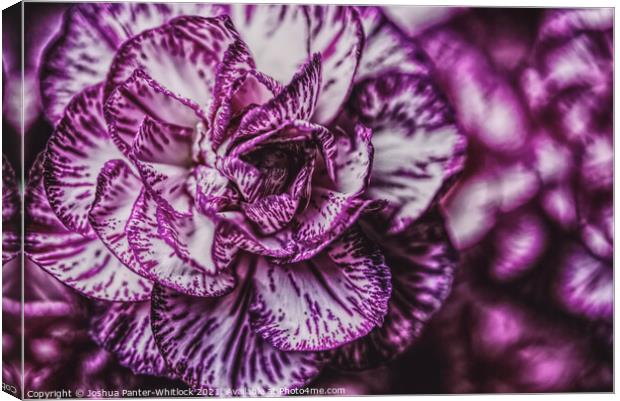 Purple bloom  Canvas Print by Joshua Panter-Whitlock
