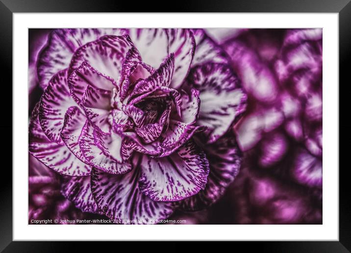 Purple bloom  Framed Mounted Print by Joshua Panter-Whitlock