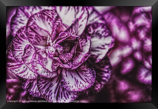 Purple bloom  Framed Print by Joshua Panter-Whitlock