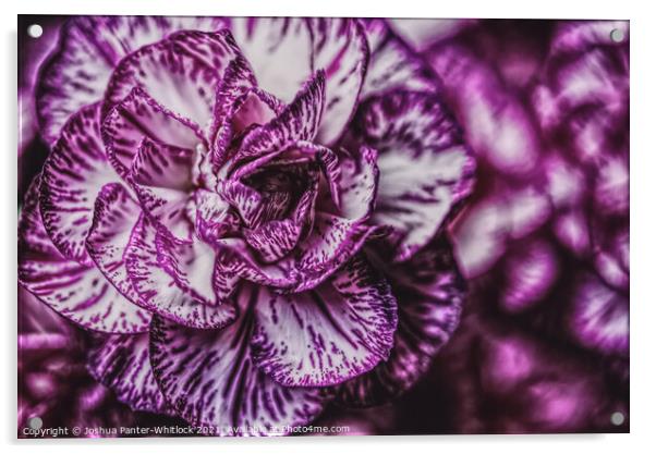 Purple bloom  Acrylic by Joshua Panter-Whitlock
