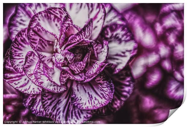Purple bloom  Print by Joshua Panter-Whitlock
