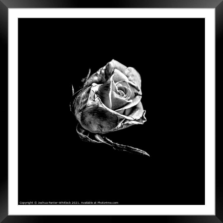 rose Framed Mounted Print by Joshua Panter-Whitlock