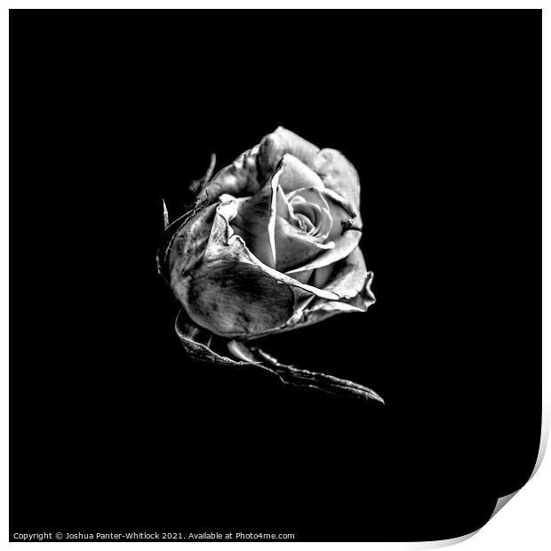 rose Print by Joshua Panter-Whitlock