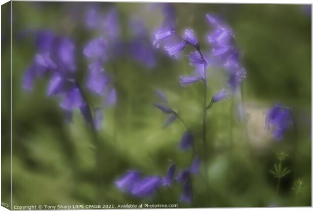 BLUEBELLS IN A WOODLAND GLADE Canvas Print by Tony Sharp LRPS CPAGB