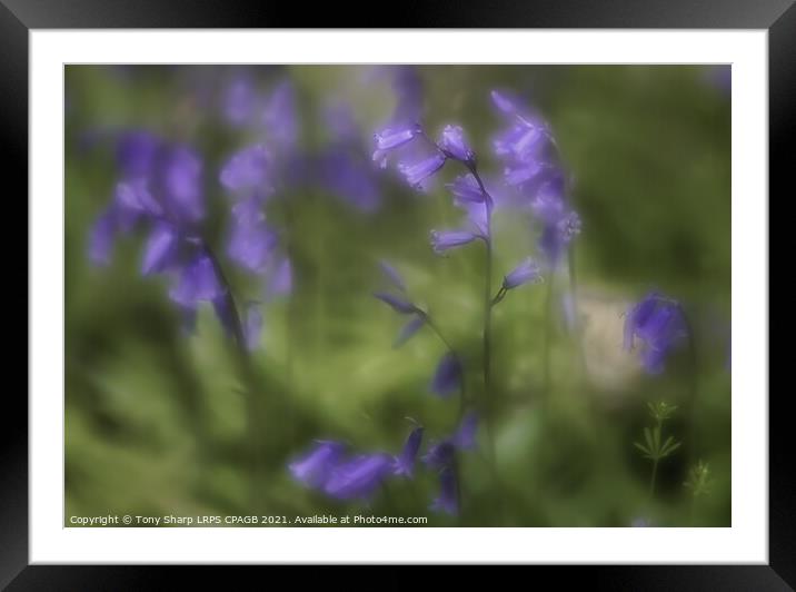 BLUEBELLS IN A WOODLAND GLADE Framed Mounted Print by Tony Sharp LRPS CPAGB