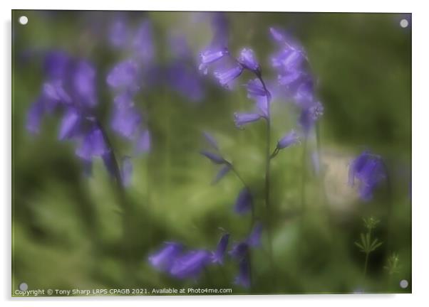 BLUEBELLS IN A WOODLAND GLADE Acrylic by Tony Sharp LRPS CPAGB