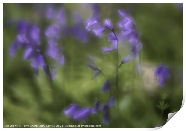 BLUEBELLS IN A WOODLAND GLADE Print by Tony Sharp LRPS CPAGB