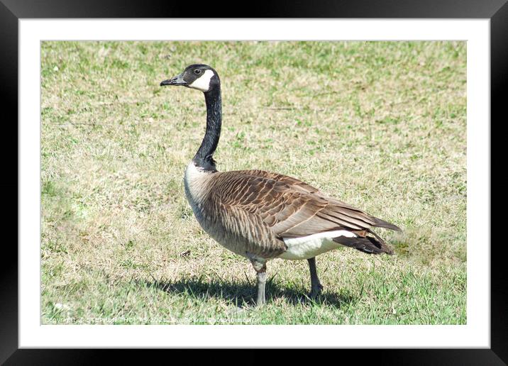 Canada Goose Framed Mounted Print by STEPHEN THOMAS