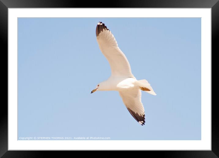 Gull in flight Framed Mounted Print by STEPHEN THOMAS