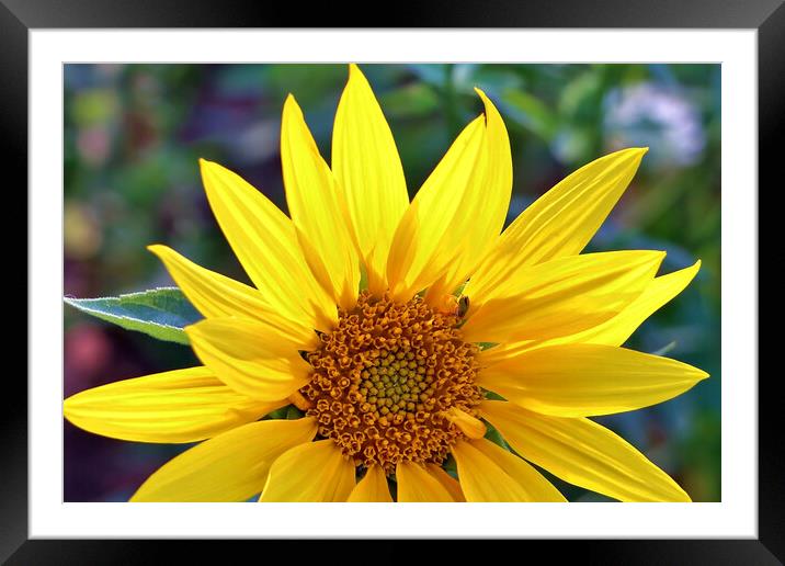 A Sunflower up close Framed Mounted Print by Susan Snow