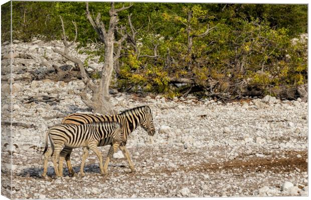 Mother Zebra and Foal, No. 1 Canvas Print by Belinda Greb