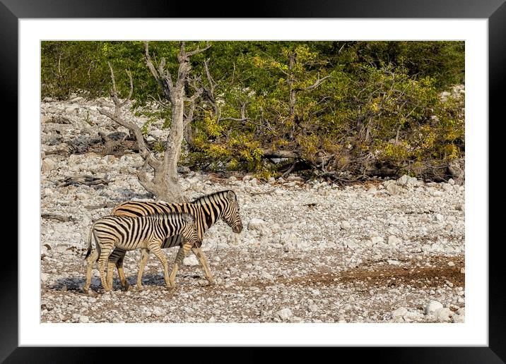 Mother Zebra and Foal, No. 1 Framed Mounted Print by Belinda Greb