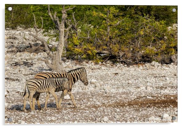 Mother Zebra and Foal, No. 1 Acrylic by Belinda Greb