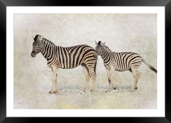Mother Zebra and Foal, No. 2 Framed Mounted Print by Belinda Greb