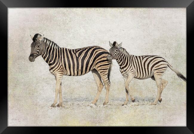 Mother Zebra and Foal, No. 2 Framed Print by Belinda Greb