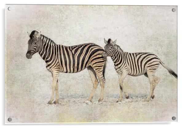 Mother Zebra and Foal, No. 2 Acrylic by Belinda Greb