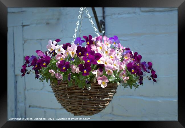 Hanging Basket Framed Print by Alison Chambers