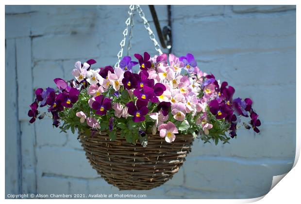 Hanging Basket Print by Alison Chambers