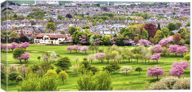 Cherry Blossoms Canvas Print by Tom Gomez