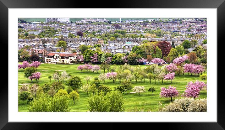 Cherry Blossoms Framed Mounted Print by Tom Gomez