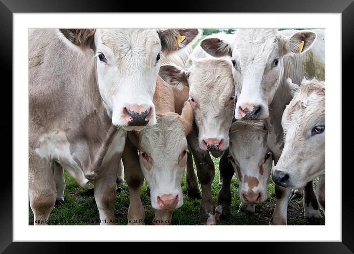 A Crowd of Cattle Framed Mounted Print by Christine Johnson