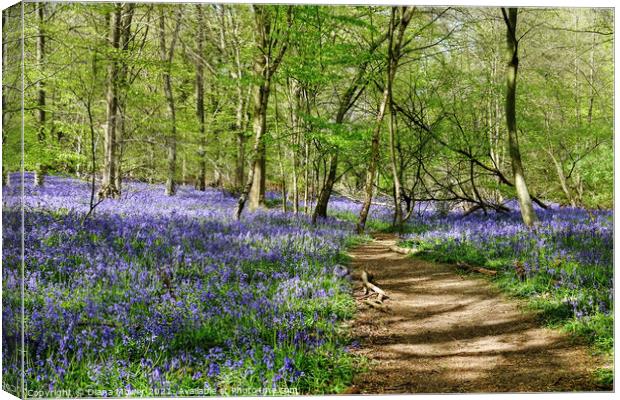 Essex Bluebell Wood England Canvas Print by Diana Mower