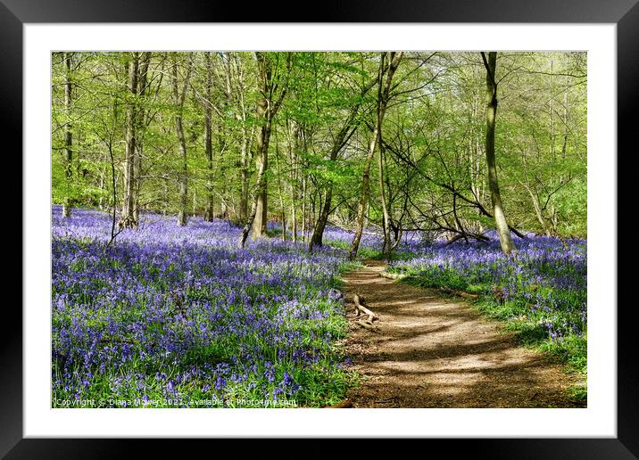 Essex Bluebell Wood England Framed Mounted Print by Diana Mower