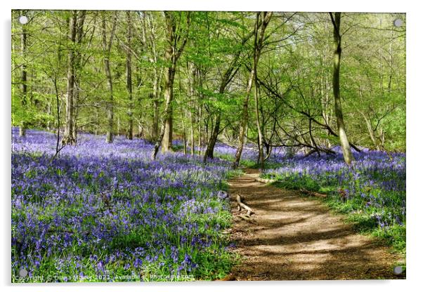 Essex Bluebell Wood England Acrylic by Diana Mower