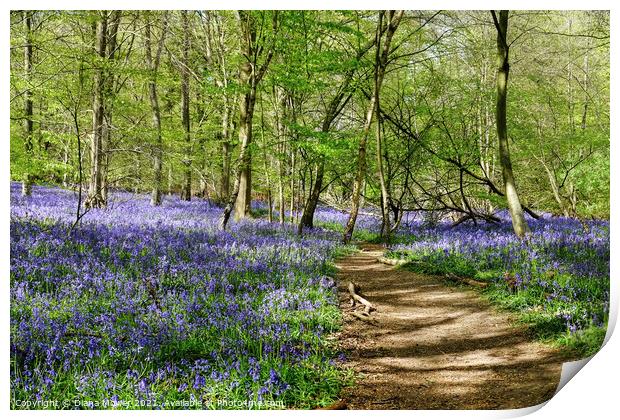 Essex Bluebell Wood England Print by Diana Mower