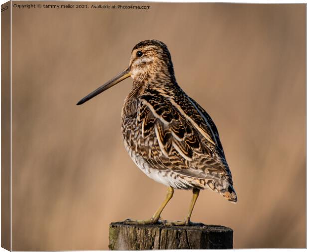 Majestic Moorland Snipe Canvas Print by tammy mellor