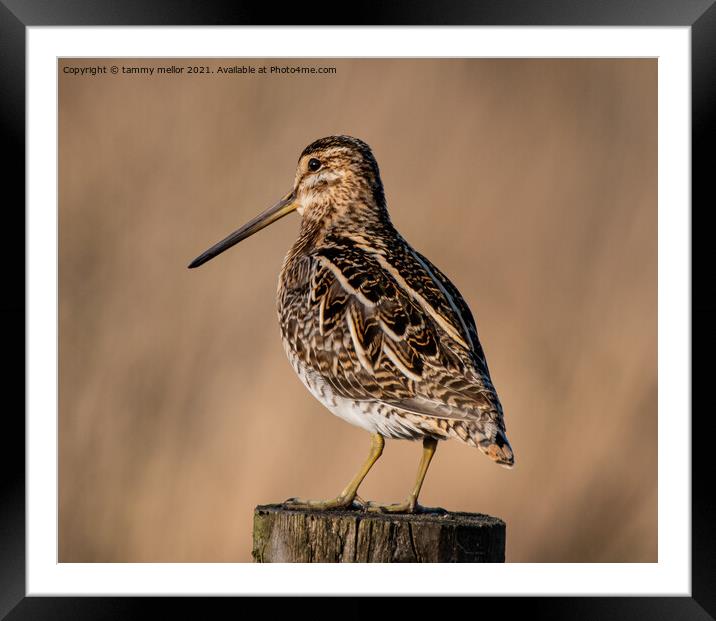Majestic Moorland Snipe Framed Mounted Print by tammy mellor