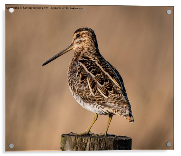 Majestic Moorland Snipe Acrylic by tammy mellor
