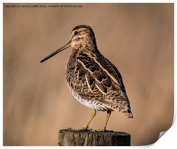 Majestic Moorland Snipe Print by tammy mellor