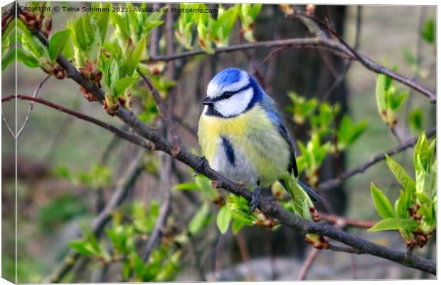 Eurasian Blue Tit Perched on Tree Canvas Print by Taina Sohlman