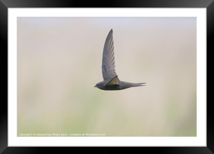 A Swift in flight Framed Mounted Print by GadgetGaz Photo