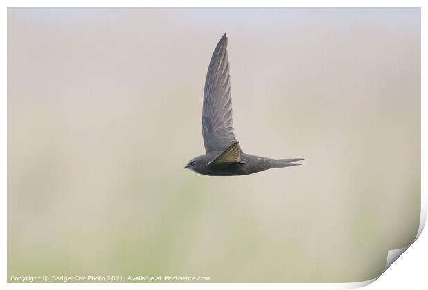 A Swift in flight Print by GadgetGaz Photo