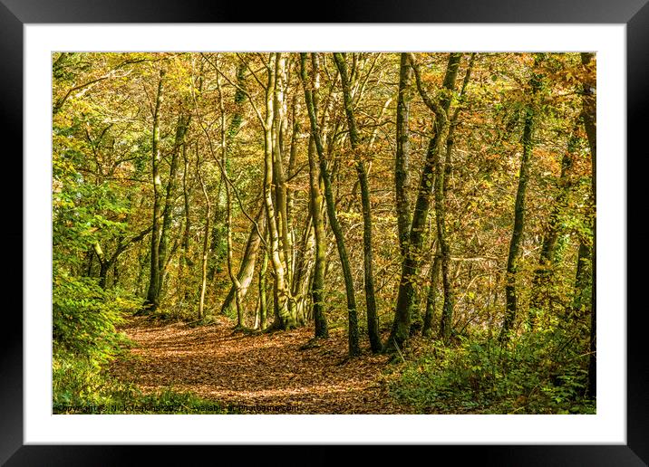 Autumn Woodland Walk south Wales November  Framed Mounted Print by Nick Jenkins