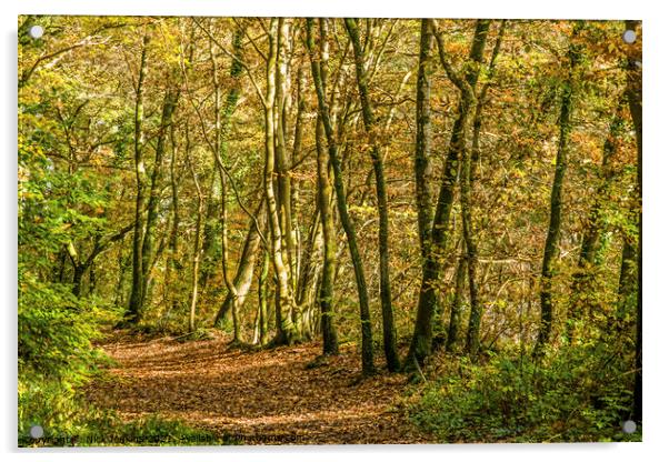 Autumn Woodland Walk south Wales November  Acrylic by Nick Jenkins