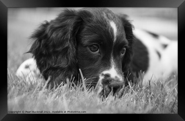 Cute Springer Spaniel Puppy Dog Mono Framed Print by Pearl Bucknall