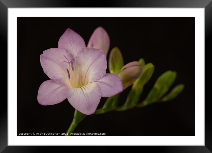 Freesia Framed Mounted Print by Andy Buckingham